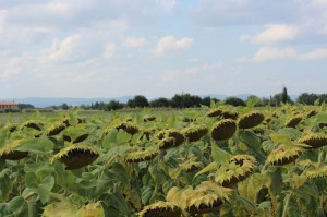 IMG_9772 